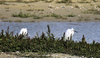 Sept 2022 Baie de Somme
