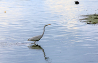 Sept 2022 Baie de Somme