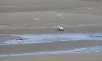 Sept 2022 Baie de Somme