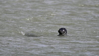 Sept 2022 Baie de Somme