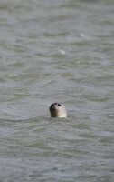 Sept 2022 Baie de Somme