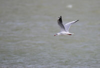 Sept 2022 Baie de Somme