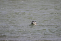 Sept 2022 Baie de Somme